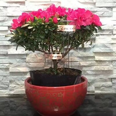 Custom Metal Tree Tags and Plant Markers for Garden Seedlings