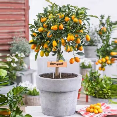 Eco-Friendly Metal Plant Labels and Tree Tags for Garden Use